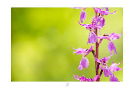 Attēlu rezultāti vaicājumam “Orchis mascula leaf”