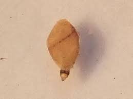 Attēlu rezultāti vaicājumam “Chaenotheca brunneola”