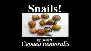 Attēlu rezultāti vaicājumam “Cepaea nemoralis”