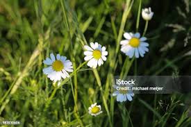 Attēlu rezultāti vaicājumam “Tripleurospermum inodorum flower”