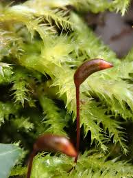 Attēlu rezultāti vaicājumam “Brachythecium”