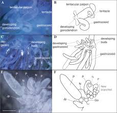 Attēlu rezultāti vaicājumam “Polypogon tentacularius male”