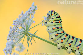 Attēlu rezultāti vaicājumam “Papilio machaon larva”