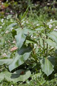 Attēlu rezultāti vaicājumam “Rumex aquaticus leaf”