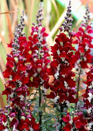 Image result for Antirrhinum majus