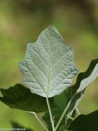 Attēlu rezultāti vaicājumam “Populus x canescens”