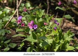 Attēlu rezultāti vaicājumam “Pulmonaria obscura leaf”