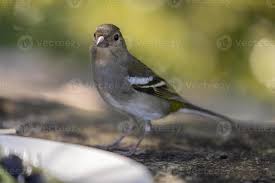 Attēlu rezultāti vaicājumam “Fringilla coelebs female”
