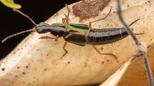 Billedresultat for rovbille