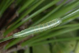 Attēlu rezultāti vaicājumam “Proutia betulina larva”