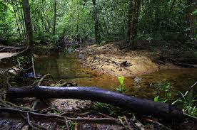 Image result for синхараджа