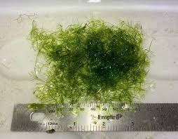 Attēlu rezultāti vaicājumam “Nitella sp.”