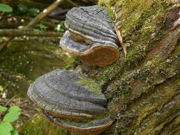 Attēlu rezultāti vaicājumam “Phellinus igniarius”
