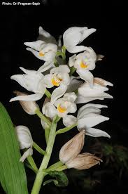 Attēlu rezultāti vaicājumam “Cephalanthera longifolia”