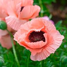 Image result for Papaver orientale