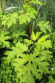 Attēlu rezultāti vaicājumam “Heracleum sosnowskyi leaf”