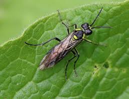 Attēlu rezultāti vaicājumam “Tenthredo campestris female”