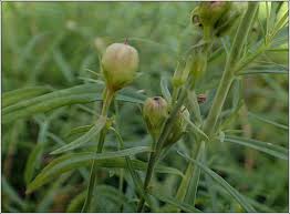 Attēlu rezultāti vaicājumam “Microrrhinum minus leaf”