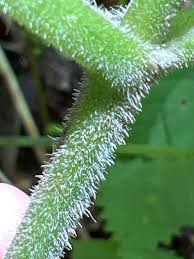 Attēlu rezultāti vaicājumam “Clossiana euphrosyne upperside”