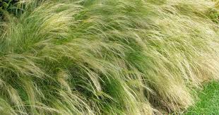 Attēlu rezultāti vaicājumam “Najas tenuissima”