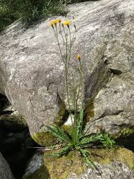 Attēlu rezultāti vaicājumam “Leontodon autumnalis”