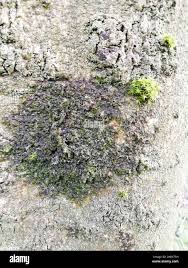 Attēlu rezultāti vaicājumam “Frullania dilatata”