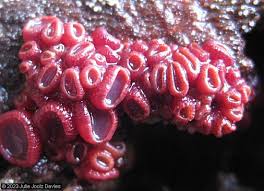 Attēlu rezultāti vaicājumam “Ascocoryne sarcoides”