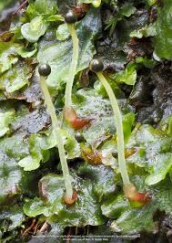 Attēlu rezultāti vaicājumam “Pellia epiphylla”