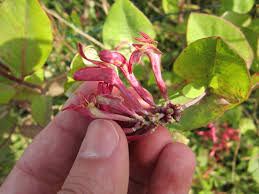 Attēlu rezultāti vaicājumam “Lonicera caprifolium”