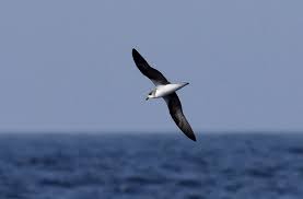 Image result for Pterodroma feae