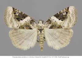 Attēlu rezultāti vaicājumam “Pseudeustrotia candidula”