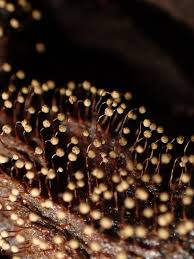 Attēlu rezultāti vaicājumam “Cribraria intricata macro”