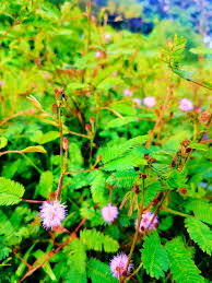 Image result for pohon semalu images