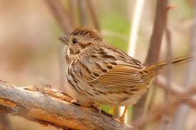 Image result for Melospiza melodia