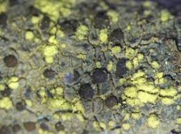 Attēlu rezultāti vaicājumam “Lecidella elaeochroma”