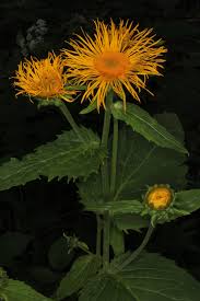 Attēlu rezultāti vaicājumam “Telekia speciosa bud”