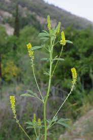 Attēlu rezultāti vaicājumam “Melilotus wolgicus”