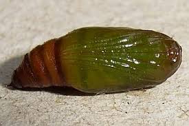 Attēlu rezultāti vaicājumam “Anticollix sparsata”