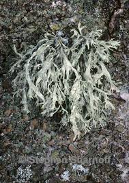 Attēlu rezultāti vaicājumam “Ramalina farinacea”