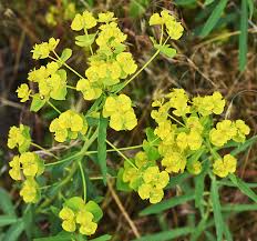 Attēlu rezultāti vaicājumam “Euphorbia virgata flower”