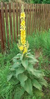 Image result for Verbascum densiflorum