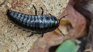 Attēlu rezultāti vaicājumam “Silpha obscura larva”