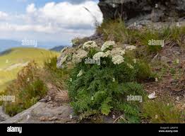 Attēlu rezultāti vaicājumam “Libanotis montana flower”