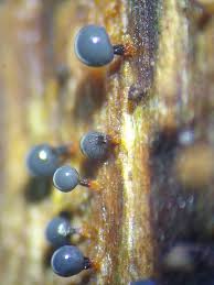 Attēlu rezultāti vaicājumam “Cribraria aurantiaca var. persoonii young”