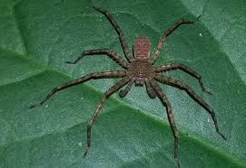 Attēlu rezultāti vaicājumam “Sparassidae”