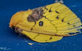 Attēlu rezultāti vaicājumam “Lasiocampidae”