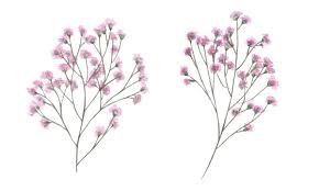 Attēlu rezultāti vaicājumam “Gypsophila paniculata bud”