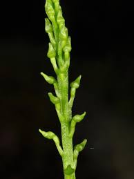 Attēlu rezultāti vaicājumam “Malaxis monophyllos flower”