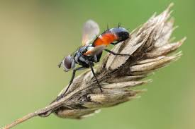 Attēlu rezultāti vaicājumam “Cylindromyia sp.”