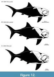 Attēlu rezultāti vaicājumam “Placodermi”